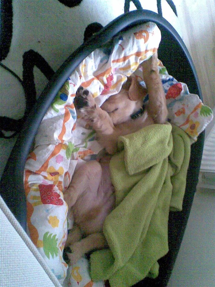 Golden retriever Basse billede 15