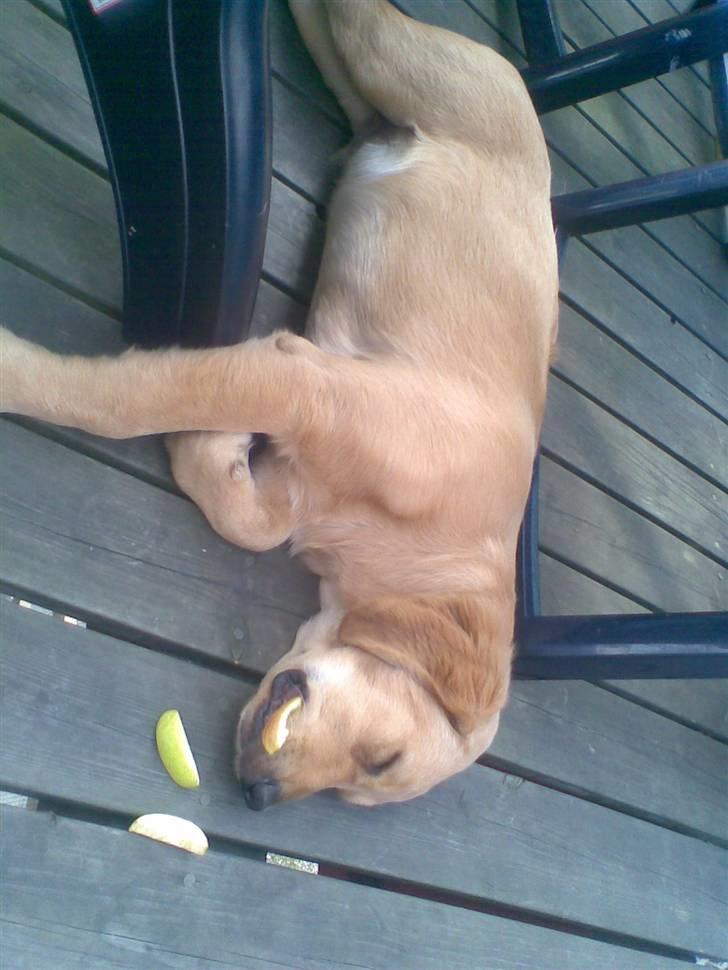 Golden retriever Basse billede 16