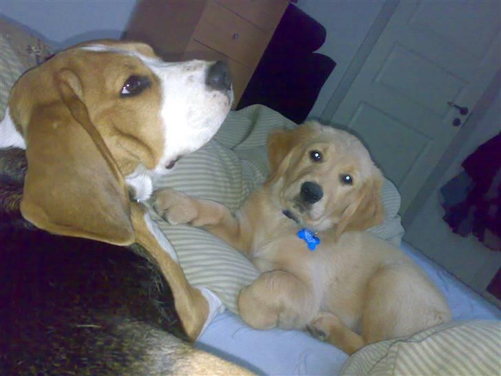 Golden retriever Basse - Mig og min bedste ven:) billede 17