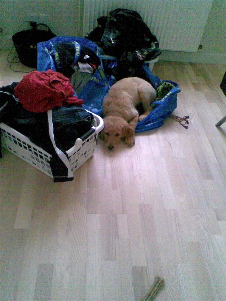 Golden retriever Basse - det er bare hyggeligt at ligge i det rene vasketøj:) billede 18