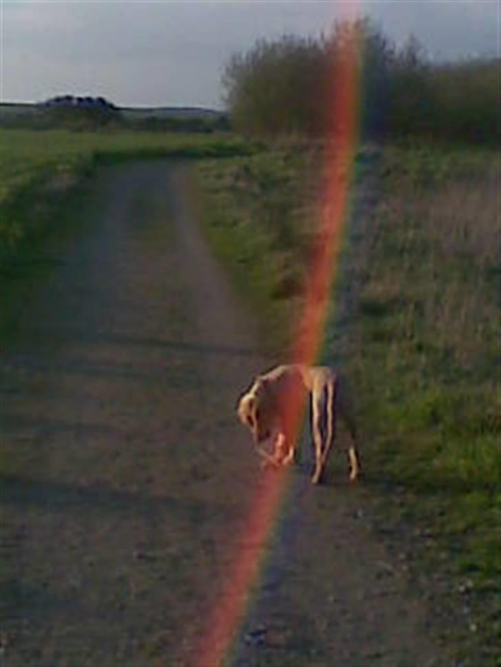 Golden retriever Basse - ved marken:) billede 19