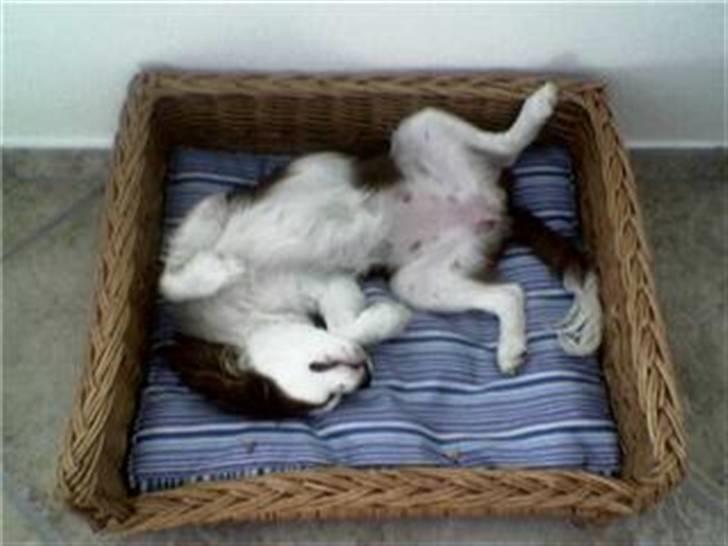 Cavalier king charles spaniel Maddie billede 8