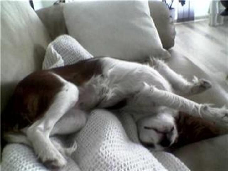 Cavalier king charles spaniel Maddie billede 9