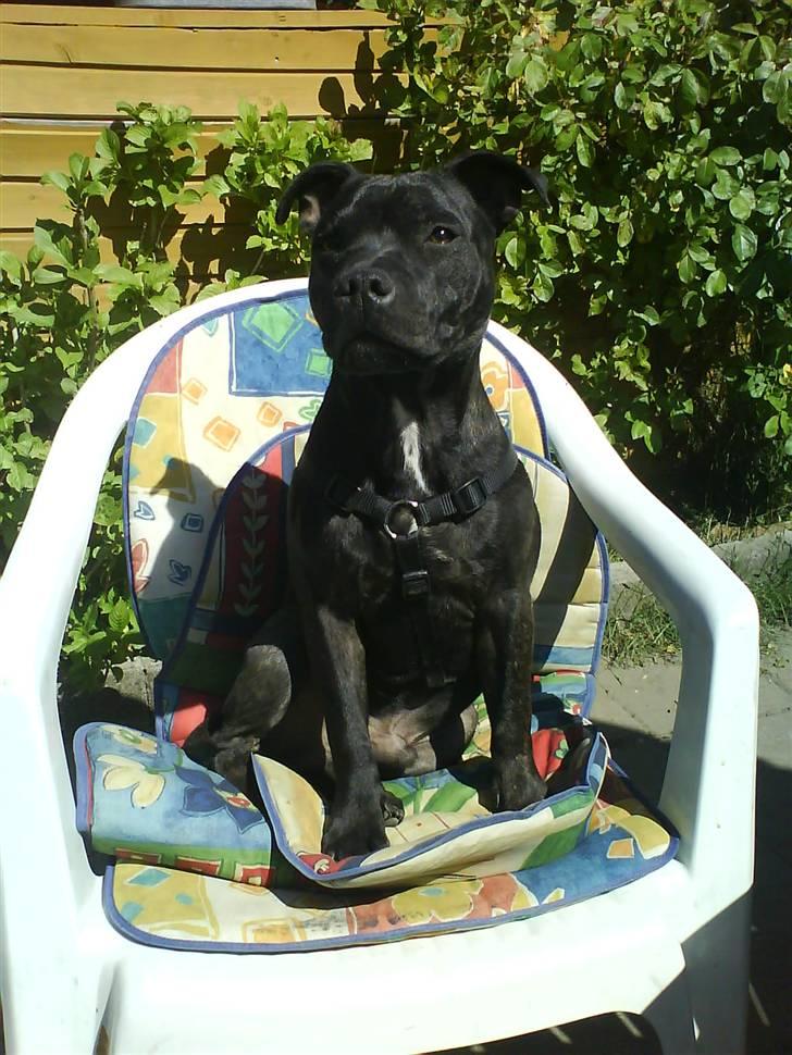 Staffordshire bull terrier (Engelsk) Basse - sidder som kongen, i solen! billede 20