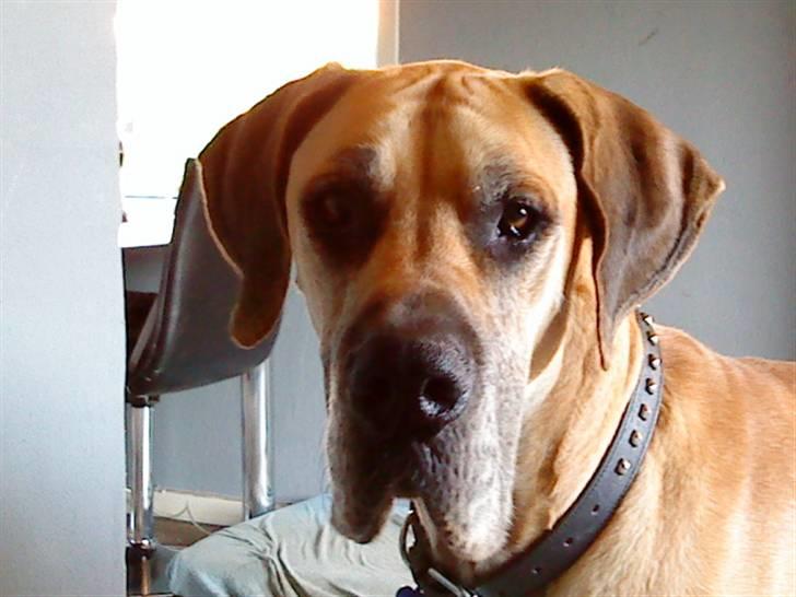 Grand danois GIMLI **HIMMELHUND** - Halløj.... billede 10