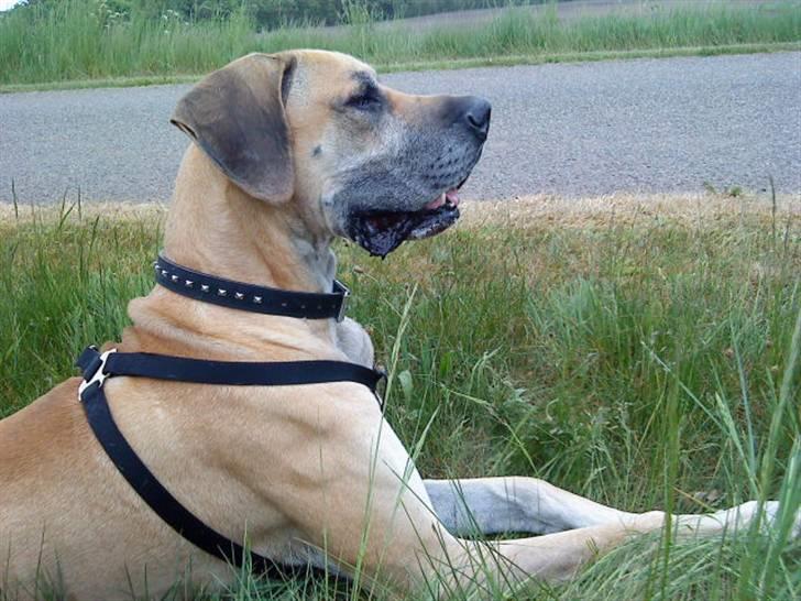 Grand danois GIMLI **HIMMELHUND** - Så skal der lige slappes lidt af midt i gå turen... billede 11