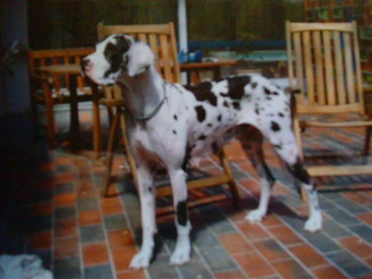 Grand danois GIMLI **HIMMELHUND** - Min mor Kaisa... (lidt utydeligt) billede 12