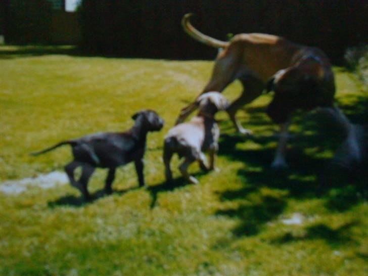 Grand danois GIMLI **HIMMELHUND** - Min far Brutus, en af mine søskende og mig.... (lidt utydeligt, men det er mig i midten) billede 13