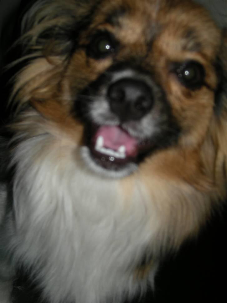 Papillon oliver billede 7