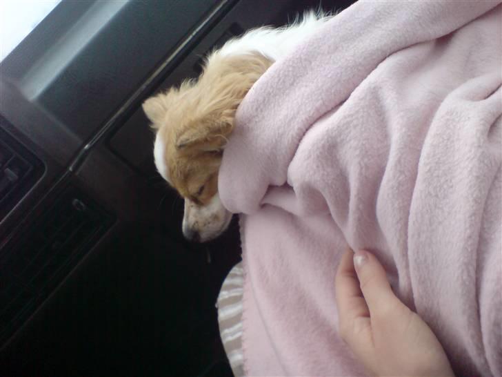 Papillon tøsen billede 16