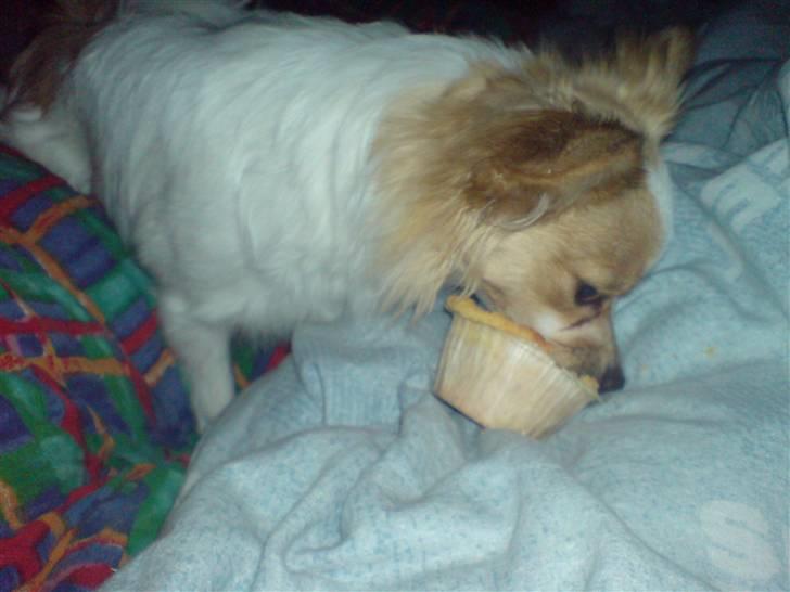 Papillon tøsen billede 17