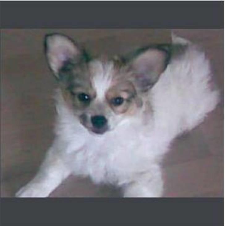 Papillon tøsen billede 18