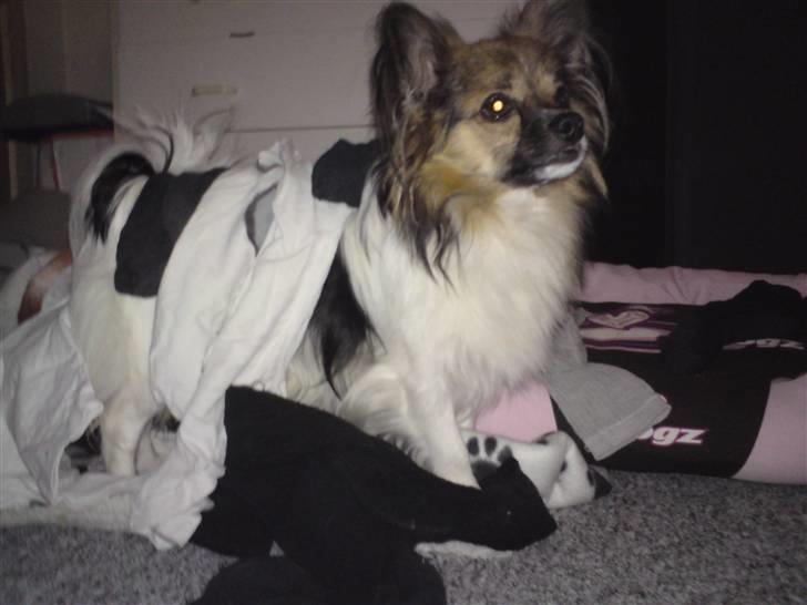 Papillon oliver - oliver som hvalp .  billede 8