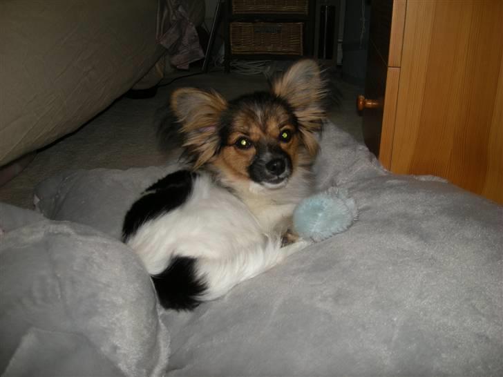 Papillon oliver billede 9