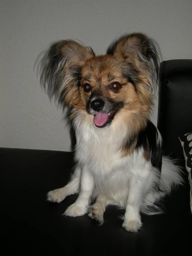 Papillon oliver billede 10