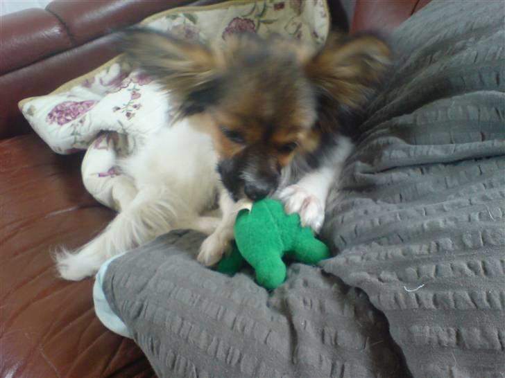 Papillon oliver billede 11