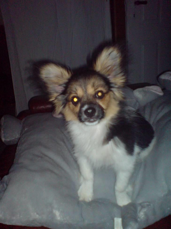 Papillon oliver billede 13