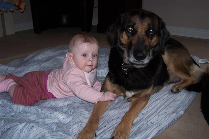 Blanding af racer Bella billede 15