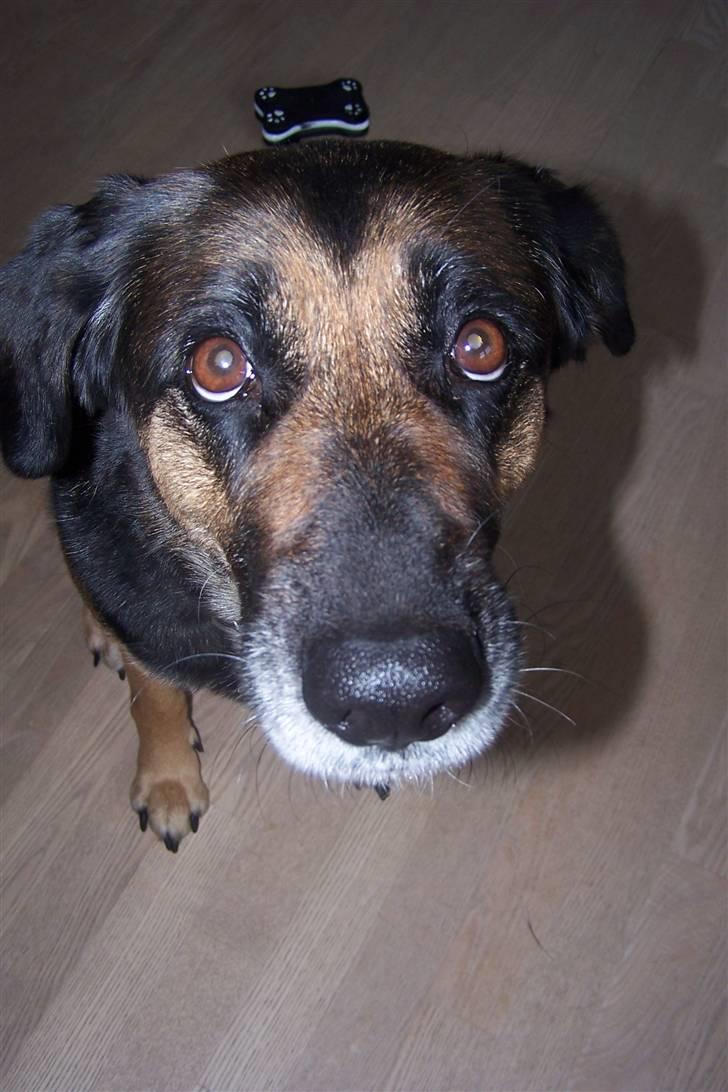 Blanding af racer Bella billede 16