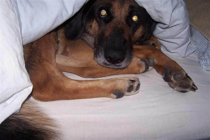 Blanding af racer Bella - Ih hvor er det hyggeligt under dynen billede 17