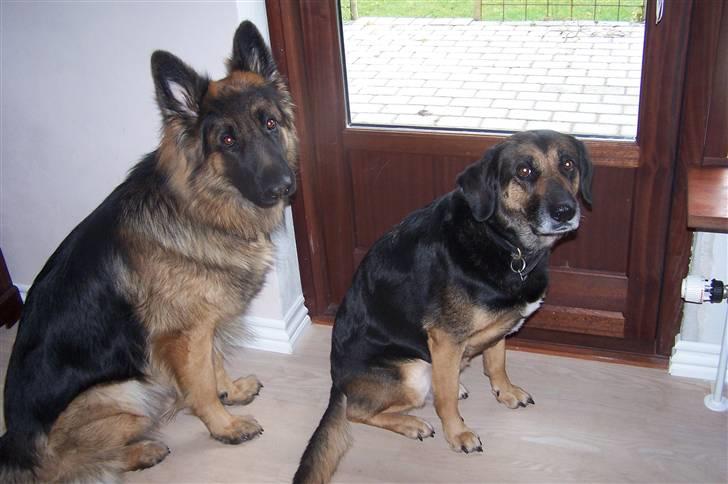 Blanding af racer Bella - Må vi komme ud ? billede 18