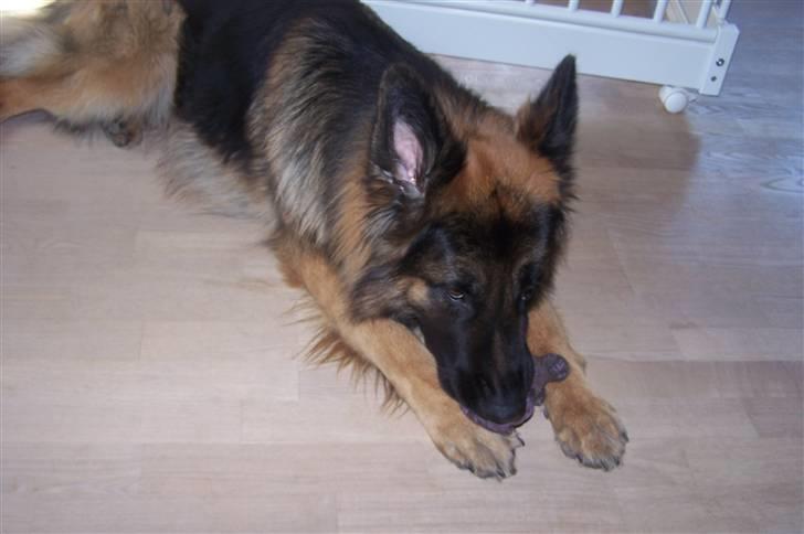 Schæferhund Bastian R.I.P billede 12