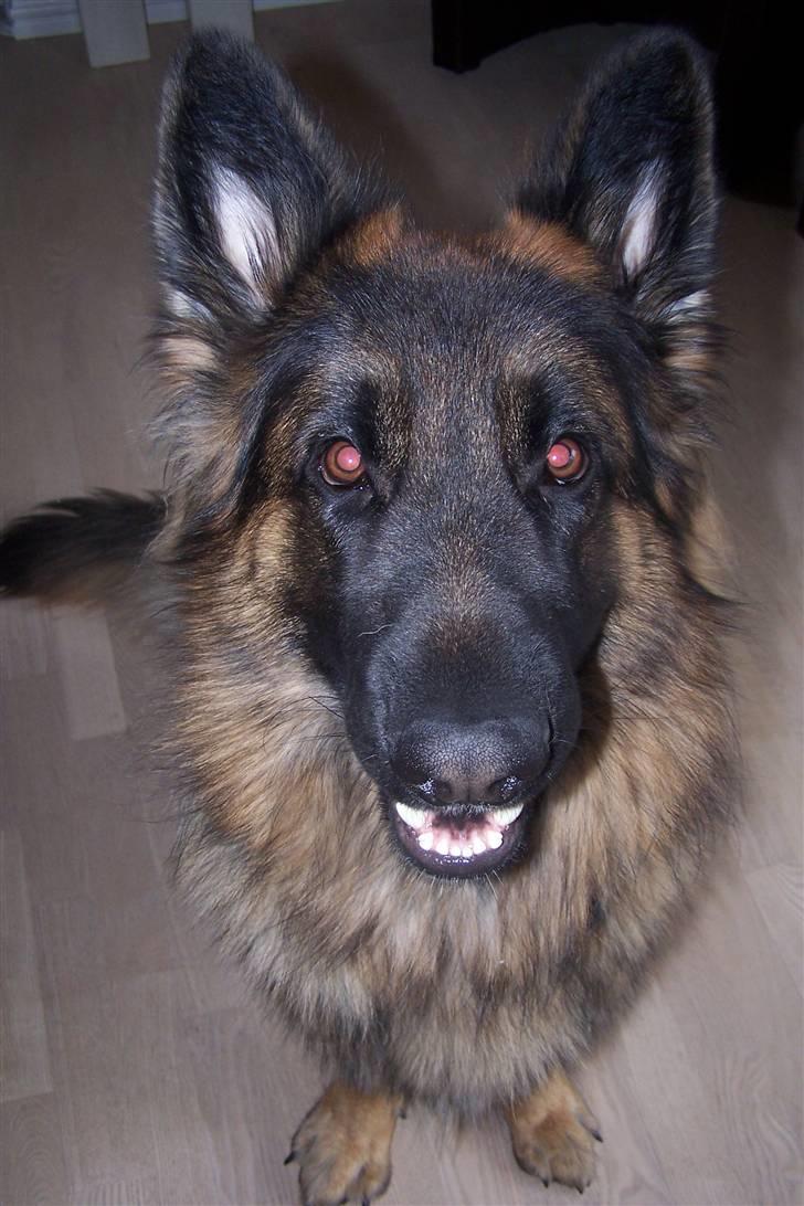 Schæferhund Bastian R.I.P billede 13