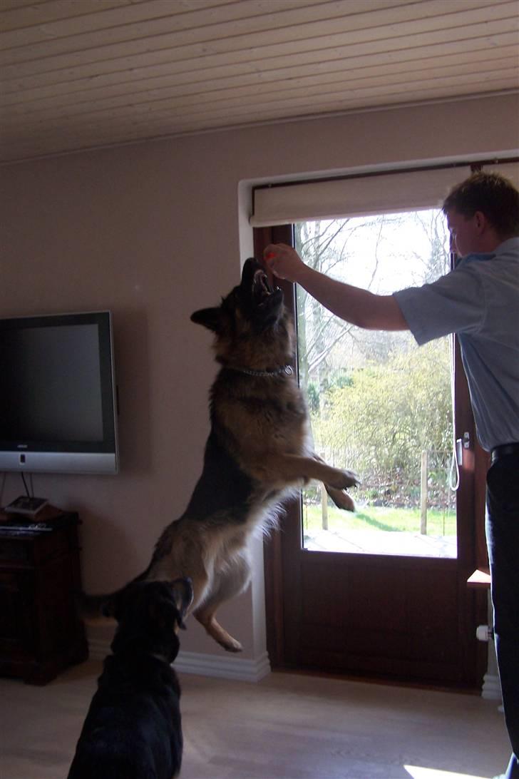 Schæferhund Bastian R.I.P billede 14