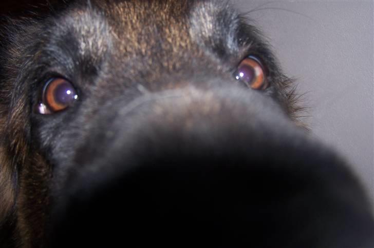 Schæferhund Bastian R.I.P billede 15