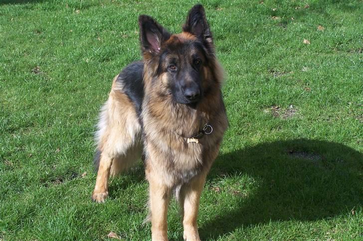 Schæferhund Bastian R.I.P - Sommer 2008 billede 16