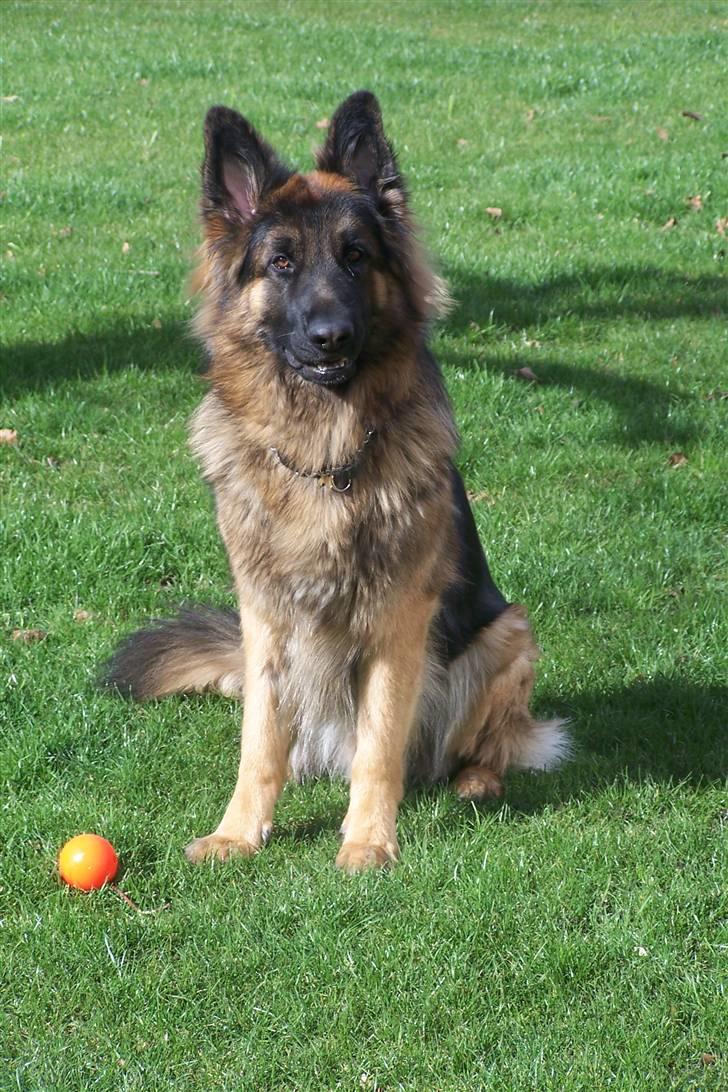 Schæferhund Bastian R.I.P billede 17