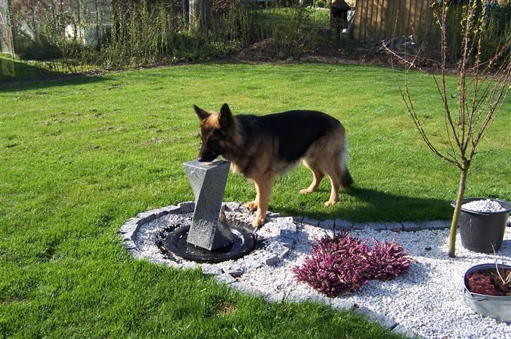 Schæferhund Bastian R.I.P billede 18