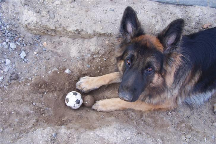 Schæferhund Bastian R.I.P billede 19