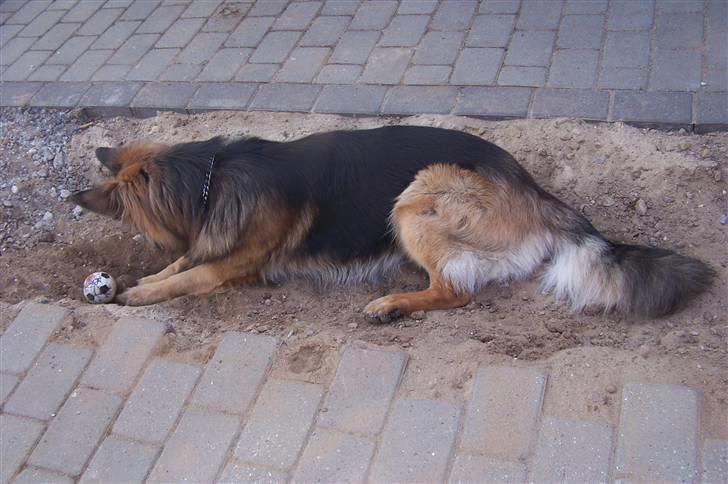 Schæferhund Bastian R.I.P billede 20