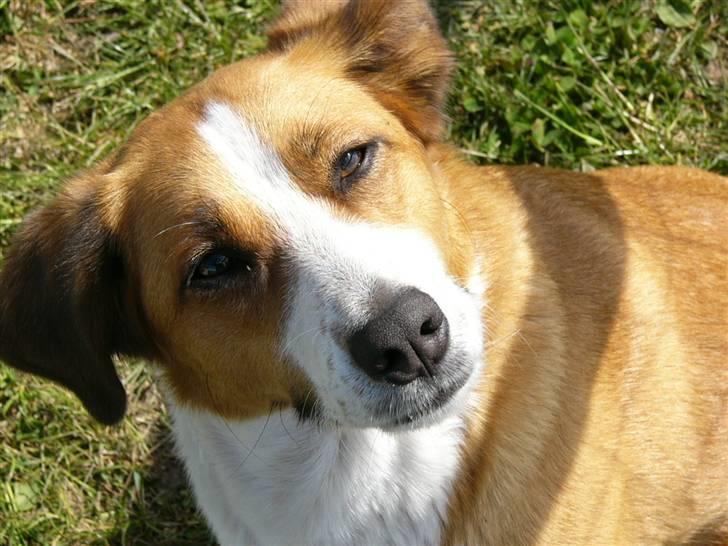 Blanding af racer Mille - Taget d.27 maj - 08. Jeg spurgte Mille, om Balter ikke skulle "op og stå" så lagde hun hovedet på skrå :o) billede 8