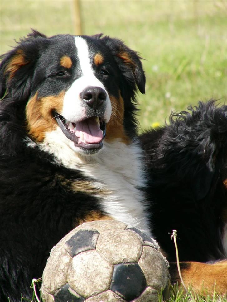 Berner sennenhund Balter (Har fået et nyt hjem) - Balter d.27 maj - 08..  billede 5