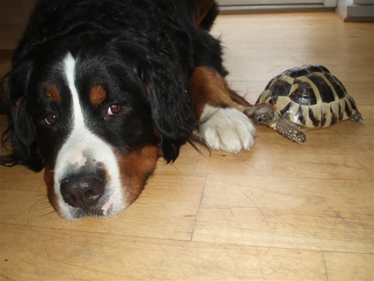 Berner sennenhund Anton - "Jeg passer godt på hende mor, bare rolig" billede 12