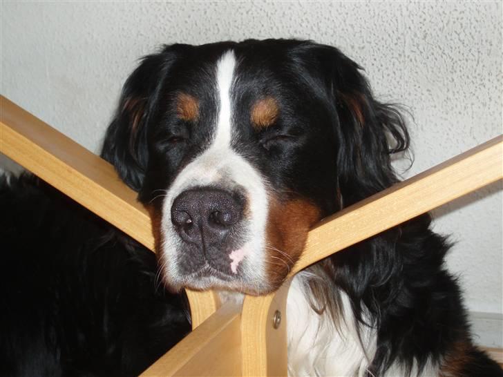 Berner sennenhund Anton - Puh man bliver træt af at passe på Fiona (skildpadden) billede 13