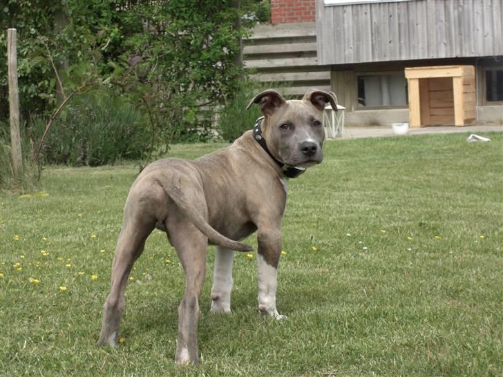Amerikansk staffordshire terrier Kato billede 20