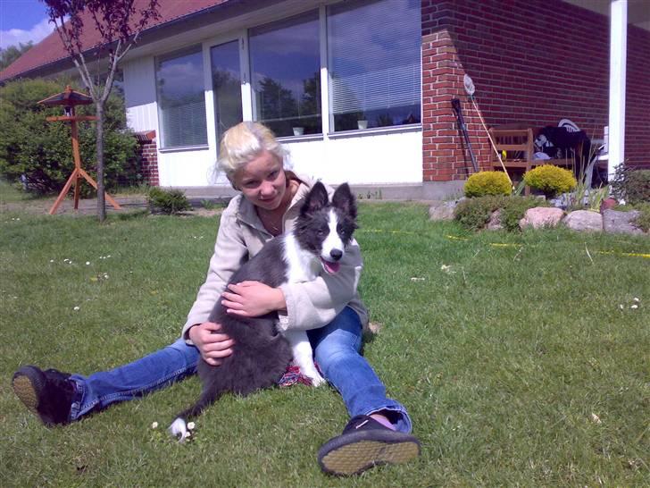 Border collie Hailie - Millapigen og Hailie billede 12