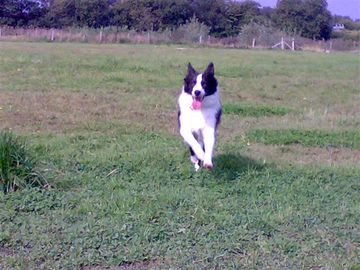 Border collie Hailie - I hundeparken i Solbjerg billede 13