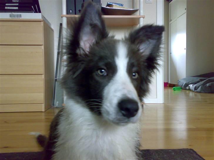 Border collie Hailie billede 14