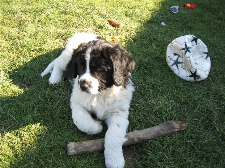 Landseer Bertha billede 1