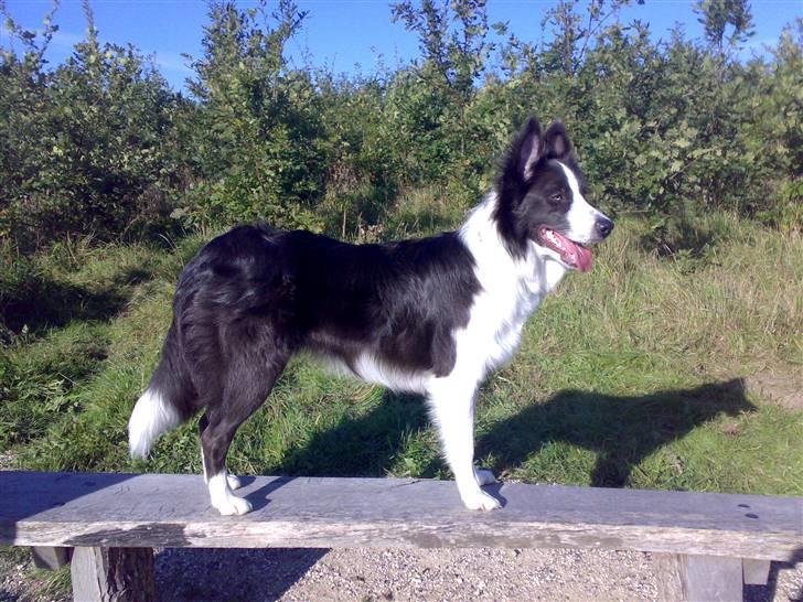 Border collie Hailie - Hailie´s bedste veninde Chili, de elske at løbe om kap billede 15