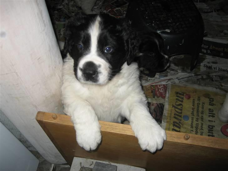 Landseer Bertha - så blev jeg 6 uger.. billede 2