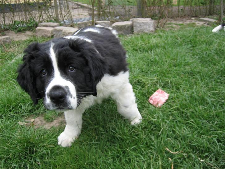 Landseer Bertha - 9 uger og jeg er god til at spise knogler... billede 3