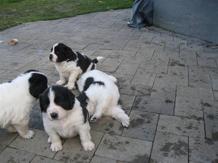 Landseer Bertha - 4 uger gammel, det er mig som sidder bagerst billede 4