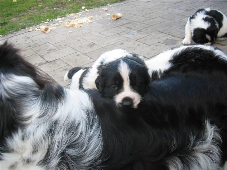 Landseer Bertha - 4 uger, og på opdagelse... billede 5