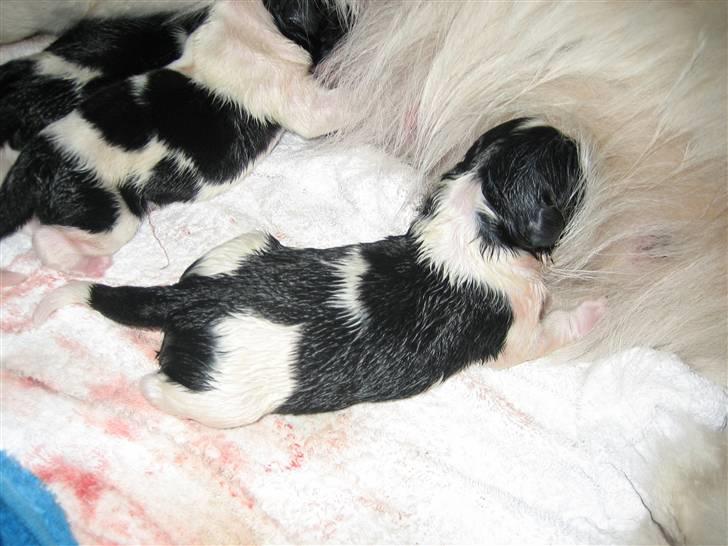 Landseer Bertha - Mig som helt lille bitte,  billede 6