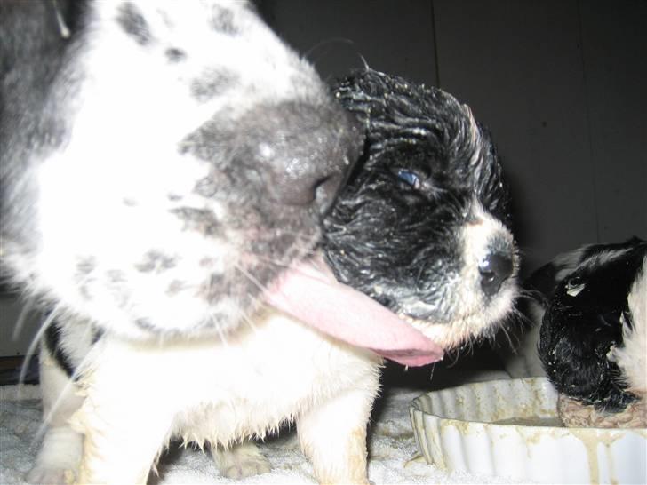 Landseer Bertha - mor vasker mig lige efter maden... billede 7